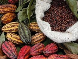 Grow Cacao