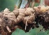Fresh Ginger