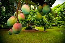 Our mango